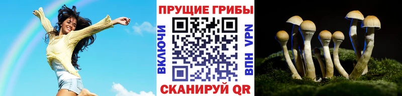 наркота  Видное  Галлюциногенные грибы Psilocybine cubensis 